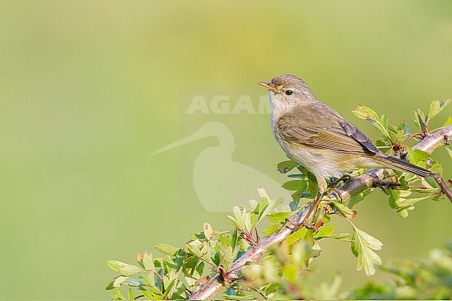 Common Chiffchaff in spring. Wildlife and nature image from the Netherlands. stock-image by Agami/Menno van Duijn,