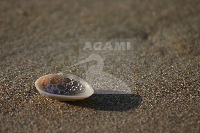 Close-up of shell on beach Netherlands, Close-up van schelp op strand Nederland stock-image by Agami/Bas Haasnoot,