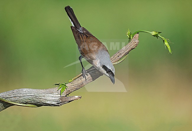 Male Red-backed Shrike (Lanius collurio) perched on a branch. stock-image by Agami/Alain Ghignone,