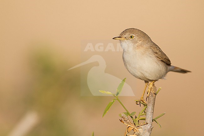 Asian Desert Warbler - WÃ¼stengrasmÃ¼cke - Sylvia nana, Oman stock-image by Agami/Ralph Martin,