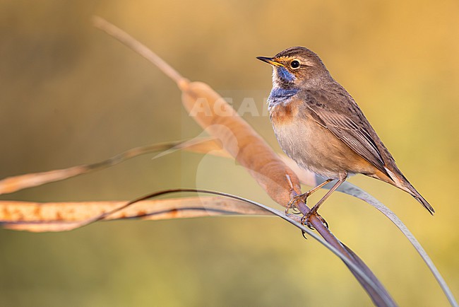 White-spotted Bluethroat, Luscinia svecica, in Italy. stock-image by Agami/Daniele Occhiato,