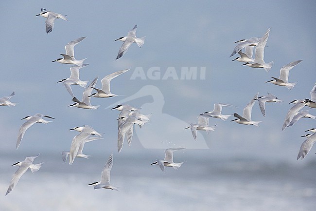 Sandwich Tern (Thalasseus sandvicensis), flock in flight, Campania, Italy stock-image by Agami/Saverio Gatto,