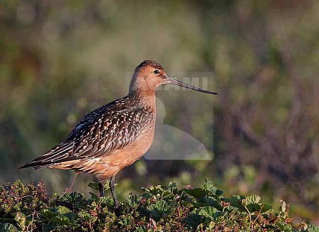 Rosse Grutto, Bar-tailed Godwit stock-image by Agami/Markus Varesvuo,