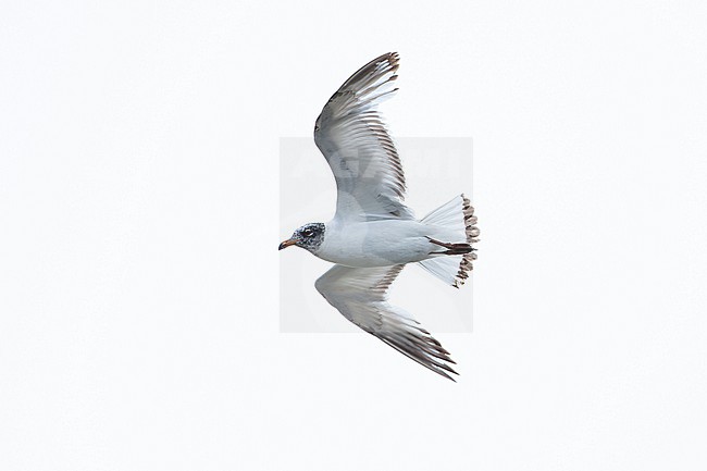 second calendar year or immature mediterranean gull (ichthyaetus melanocephalus) in flight from below, found in Lower Saxony in Germany stock-image by Agami/Mathias Putze,