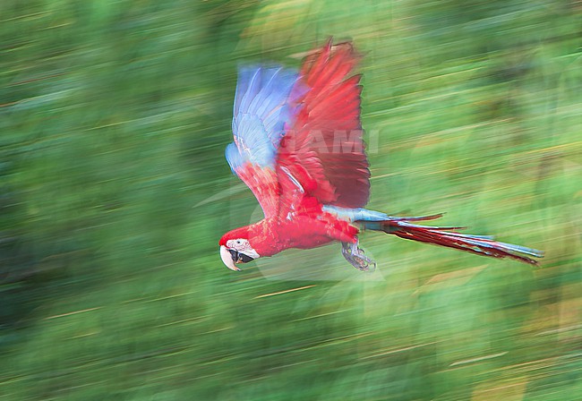 Red-and-green Macaw, Ara chloropterus, in Manu National Park, Madre de Dios region, Peru. stock-image by Agami/Marc Guyt,