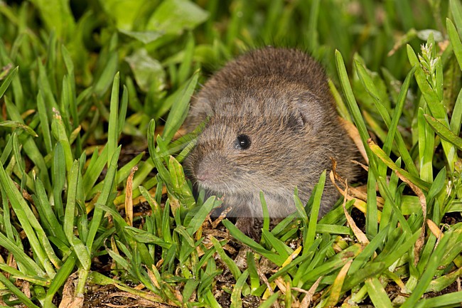 Veldmuis in de vegetatie, Common Vole in the vegetation stock-image by Agami/Theo Douma,