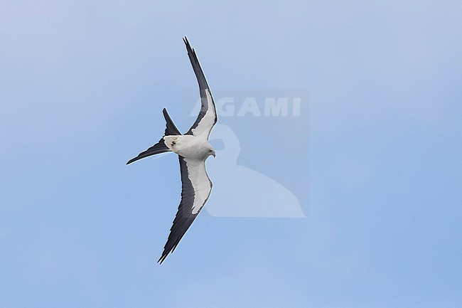 Adult Swallow-tailed Kite (Elanoides forficatus) soaring above São Jorge Island. stock-image by Agami/David Monticelli,