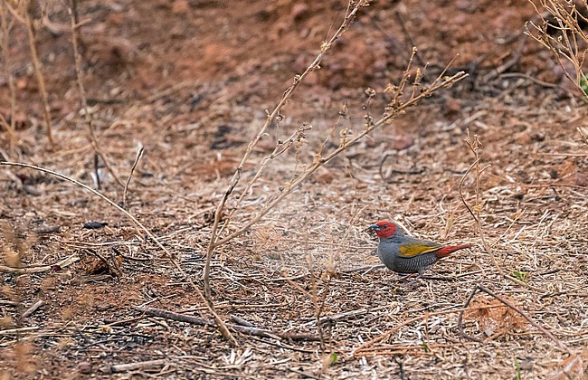 Yellow-winged Pytilia (Pytilia hypogrammica) in Cameroon. stock-image by Agami/Pete Morris,