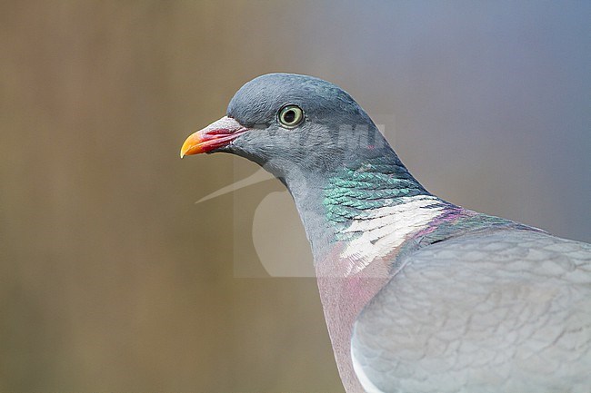 Common Wood Pigeon, Columba palumbus adult portrait with sun reflection showing colours in neck stock-image by Agami/Menno van Duijn,