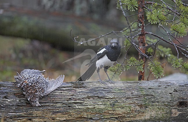 Common Magpie in winter stock-image by Agami/Jari Peltomäki,
