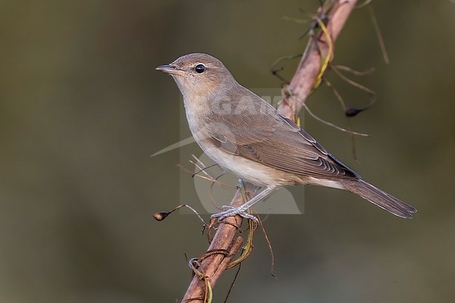 Garden Warbler (Sylvia borin) in Italy. stock-image by Agami/Daniele Occhiato,