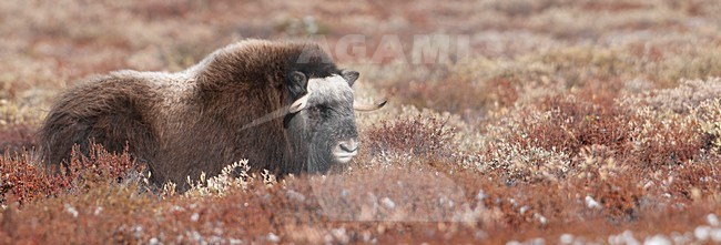Muskusos op toendra; Muskox in tundra stock-image by Agami/Han Bouwmeester,