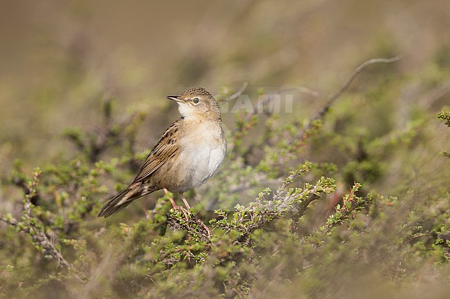 Common Grasshopper Warbler, Locustella naevia straminea, Kyrgyzstan. Perched in top of a low bush. stock-image by Agami/Ralph Martin,