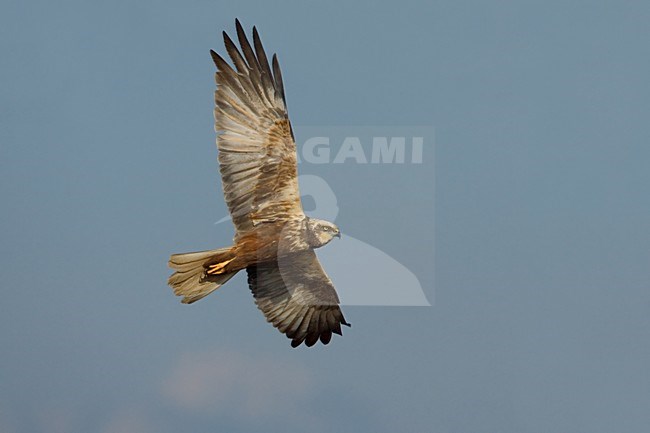 Mannetje Bruine Kiekendief in vlucht; Male Western Marsh Harrier in flight stock-image by Agami/Daniele Occhiato,