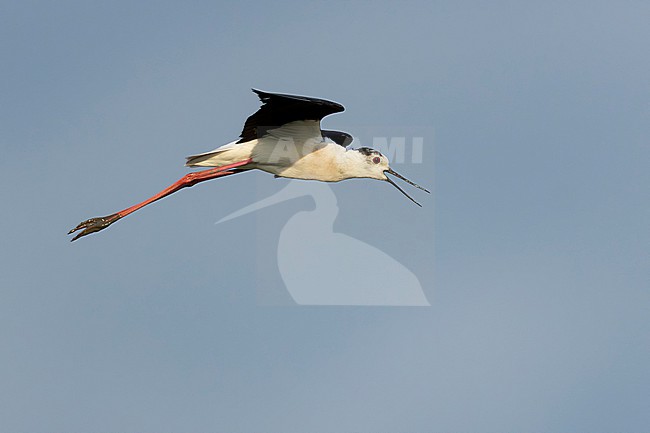 calling adult male Black-winged Stilt (Himantopus himantopus) in flight, found in Hortobagy National Park in Hungary stock-image by Agami/Mathias Putze,