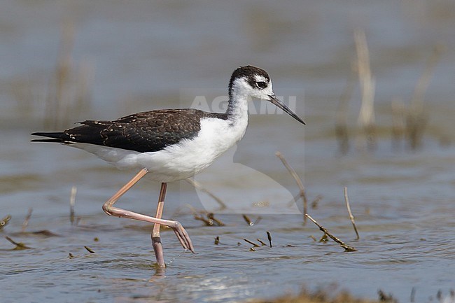 Juvenile
Ventura Co., CA
August 2012 stock-image by Agami/Brian E Small,