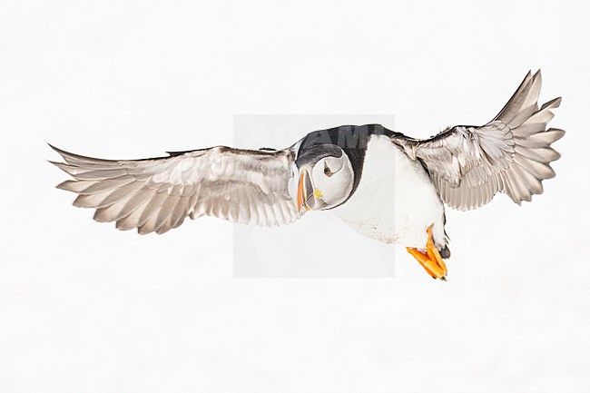  stock-image by Agami/Menno van Duijn,