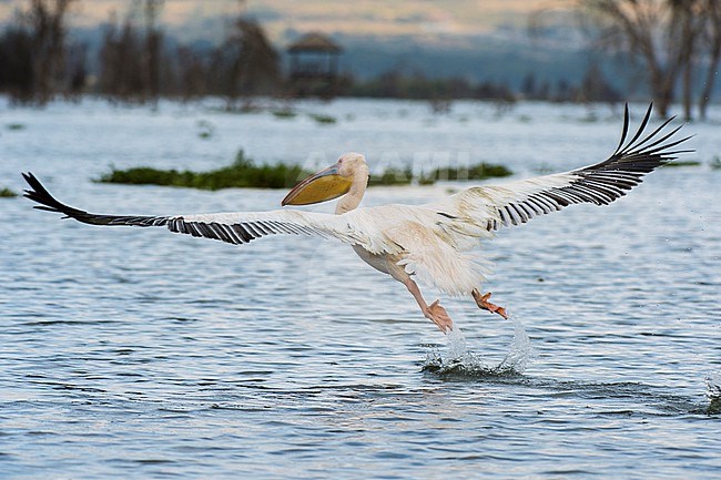 A Great white pelican, Pelecanus onocrotalus, take off from a lake. Kenya, Africa. stock-image by Agami/Sergio Pitamitz,