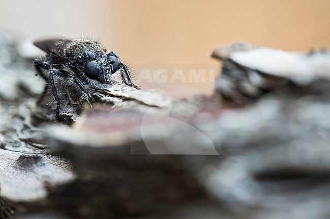 Andrenosoma atrum - Schwarze Mordfliege, France (Landes), imago stock-image by Agami/Ralph Martin,