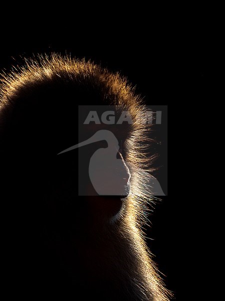 Japanese Macaque (Macaca fuscata), also know as Snow Monkey, in the hotspring at Jigokudani Monkey Park in Nagano Prefecture, Japan. stock-image by Agami/Jari Peltomäki,