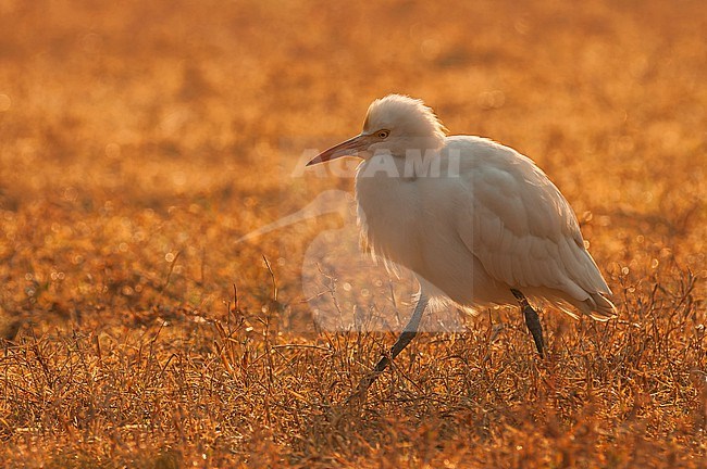 Eastern Cattle Egret (Bubulcus coromandus) walking in rural field. stock-image by Agami/Marc Guyt,
