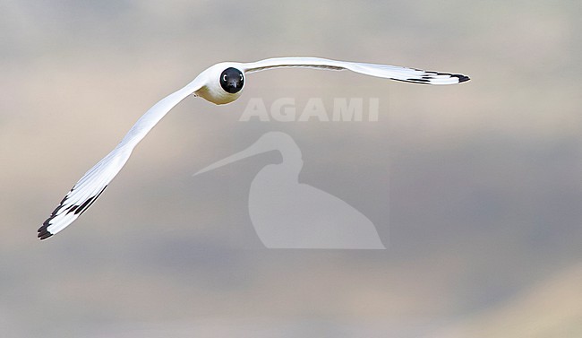 Adult Andean gull (Chroicocephalus serranus) in breeding plumage. Flying in Antisana Ecological reserve in the high mountains of Ecuador. stock-image by Agami/Marc Guyt,