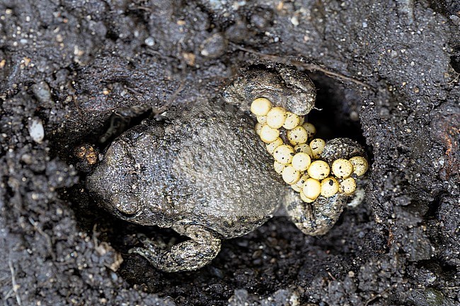 Common Midwife Toad, Alytes obstetricans stock-image by Agami/Wil Leurs,
