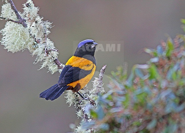 Golden-backed Mountain tanager (Cnemathraupis aureodorsalis) is an endangered species of bird in the tanager family. This large and brightly colored tanager is endemic to elfin forests in the Andean highlands of central Peru. It is threatened by habitat loss. stock-image by Agami/Pete Morris,