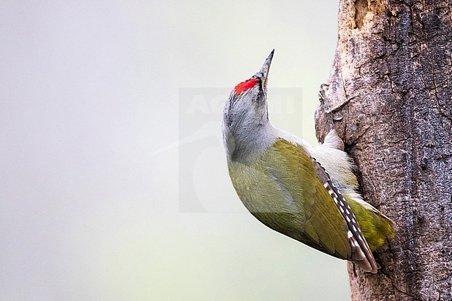 Grey-headed Woodpecker (Picus canus) foraging on a tree in the Danube delta in Romania. Bird looking up, seen from the back. stock-image by Agami/Oscar Díez,