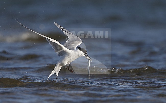 Sandwich Tern, Sterna sandvicensis, adult washing fish, at Brøndby Strand, Denmark stock-image by Agami/Helge Sorensen,