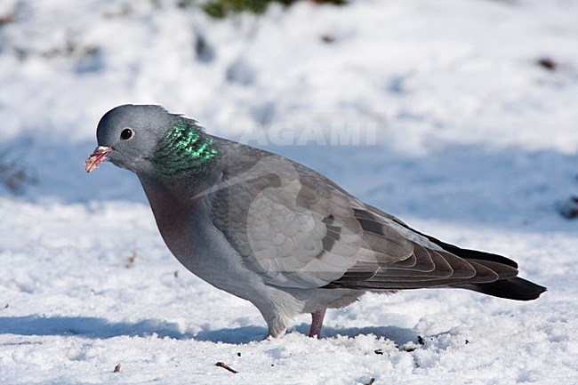 Holenduif in de sneeuw Nederland, Stock Dove in snow Netherlands stock-image by Agami/Wil Leurs,