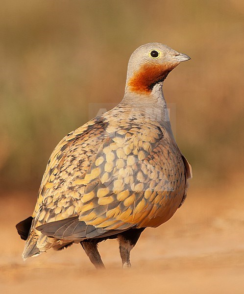 Black-bellied Sandgrouse (Pterocles orientalis) in the steppes near Belchite in Spain. stock-image by Agami/Marc Guyt,