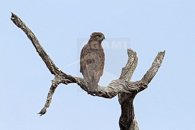 Brown Snake-Eagle (Circaetus cinereus) perched in a tree stock-image by Agami/Dubi Shapiro,