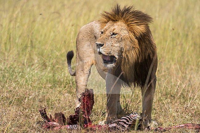 A lion, Panthera leo, feeding on a zebra. Masai Mara National Reserve, Kenya, Africa. stock-image by Agami/Sergio Pitamitz,