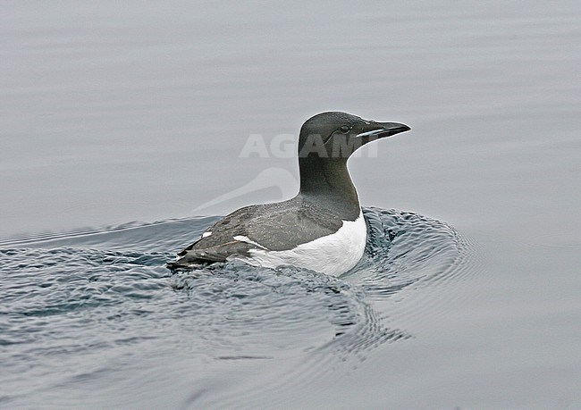 Thick-billed Murre (Uria lomvia) during artctic summer in Svalbard, Norway stock-image by Agami/Pete Morris,