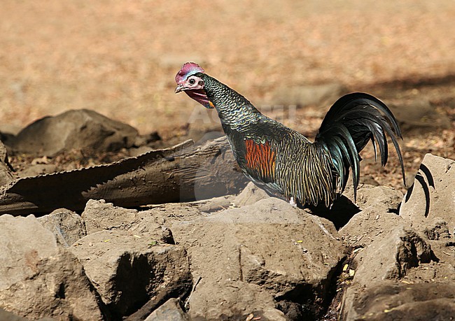 Green Junglefowl (Gallus varius) on Komodo island, Lesser Sundas, Indonesia. Also known as Javan junglefowl or green Javanese junglefowl, stock-image by Agami/James Eaton,