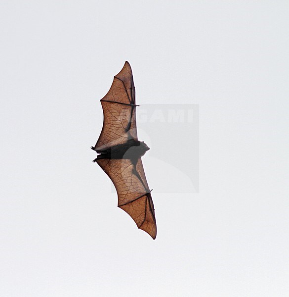 Christmas Island flying fox (Pteropus (melanotus) natalis) in flight. Might be a subspecies of the black-eared flying fox. stock-image by Agami/Pete Morris,