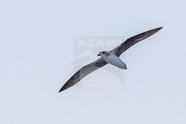 Fea's Petrel (Pterodroma feae) aka Cape Verde Petrel flying off Razo, Cape Verde. stock-image by Agami/Vincent Legrand,