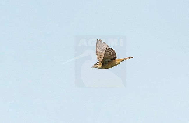 Adult male Sedge Warbler (Acrocephalus schoenobaenus) in song flight, singing and flying against a pale blue sky, in sideview showing upperparts stock-image by Agami/Ran Schols,