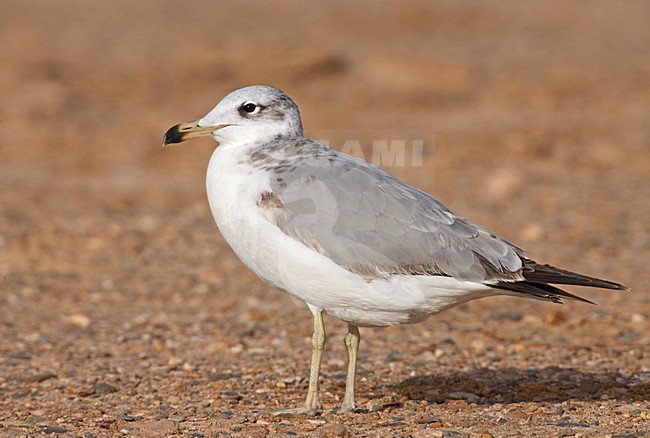 Reuzenzwartkopmeeuw, Great Black-headed Gull, Larus Ichthyaetus stock-image by Agami/Jari Peltomäki,