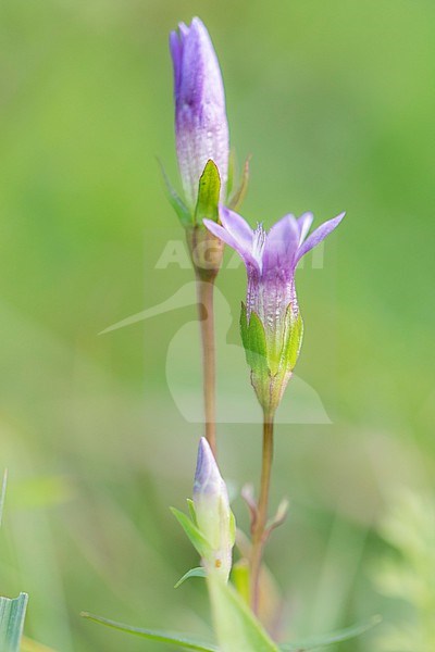 Chiltern Gentian,  Gentianella germanica stock-image by Agami/Wil Leurs,