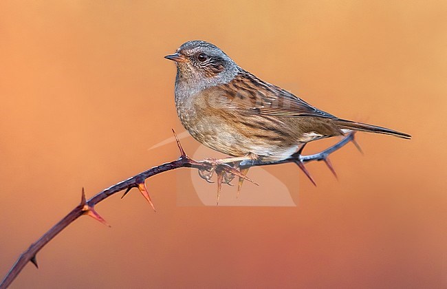 Dunnock (Prunella modularis) in Italy. stock-image by Agami/Daniele Occhiato,