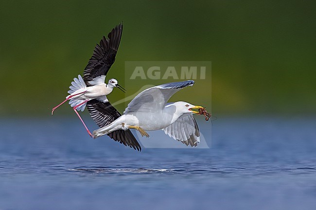 Black-winged Stilt (Himantopus himantopus) in Italy. Adult fighting a yellow-legged gull. stock-image by Agami/Daniele Occhiato,
