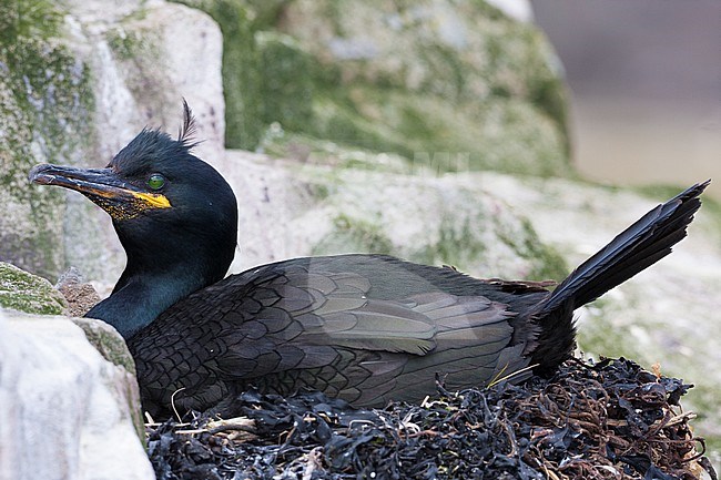 European Shag (Phalacrocorax aristotelis), adult sitting on the nest stock-image by Agami/Saverio Gatto,