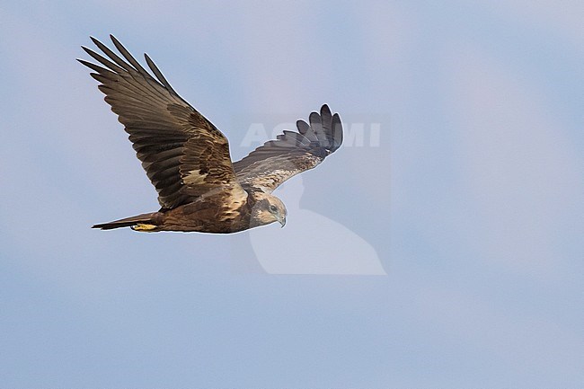 Marsh Harrier (Circus aeruginosus), adult female in flight in Oman stock-image by Agami/Saverio Gatto,