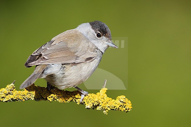 Eurasian Blackcap (Sylvia atricapilla), first winter male perched on a branch stock-image by Agami/Saverio Gatto,