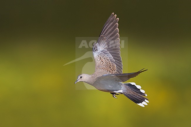 Flying juvenile Eurasian Turtle Dove, Streptopelia turtur, in Italy. stock-image by Agami/Daniele Occhiato,