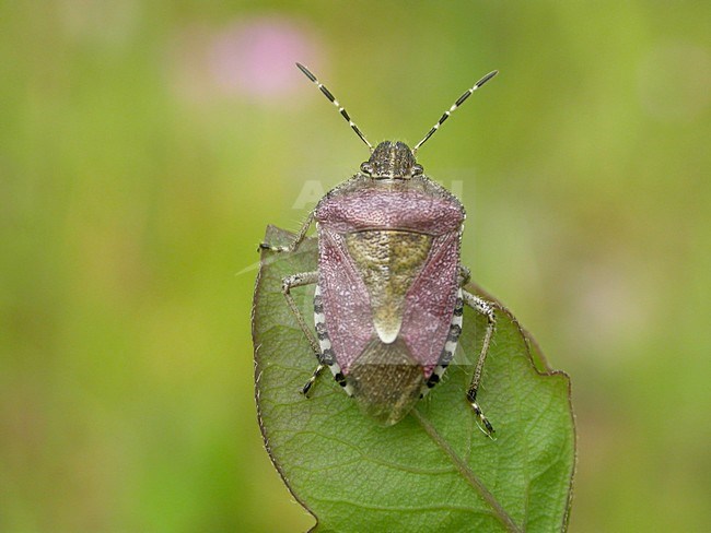 Bessenwants; Sloe Bug stock-image by Agami/Arnold Meijer,