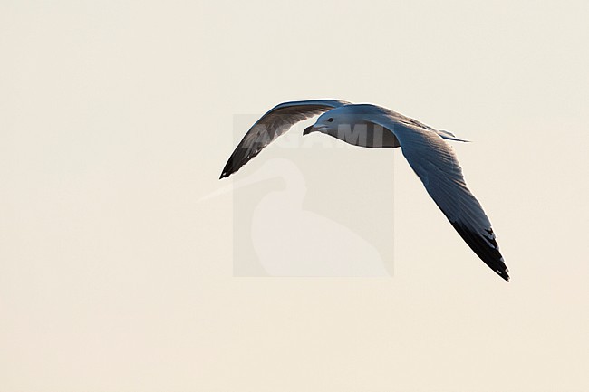 Audouin's Gull - Korallenmöwe - Larus audouinii, Spain (Mallorca), adult stock-image by Agami/Ralph Martin,