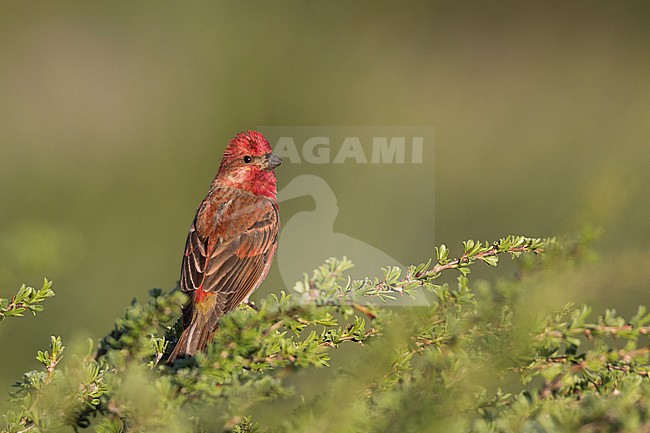 Common Rosefinch - Karmingimpel - Carpodacus erythrinus ssp. ferghanensis, Kyrgyzstan, adult male stock-image by Agami/Ralph Martin,